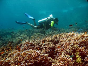 Phi Phi Islands Scuba Diving Tour